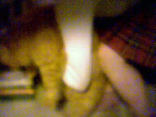 Catnapped1