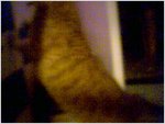 Peekaboo2