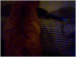 Peekaboo4