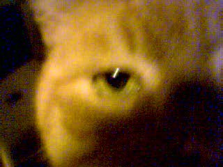 closeup3