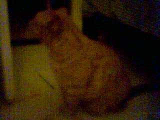sitting1