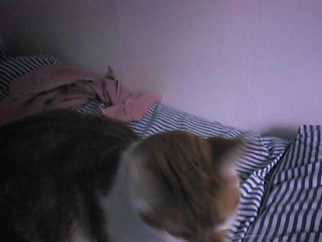 CAT001