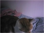 CAT001