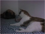 CAT002