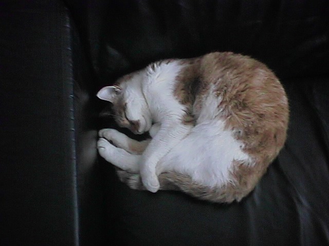 CAT003