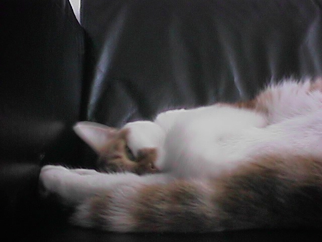 CAT004