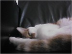 CAT004