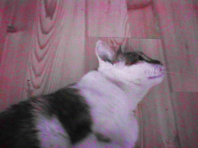 CAT005