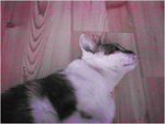 CAT005