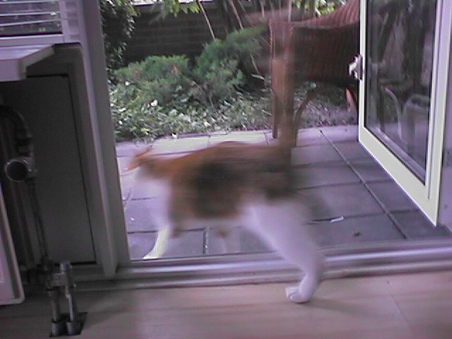 CAT006