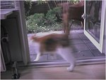 CAT006