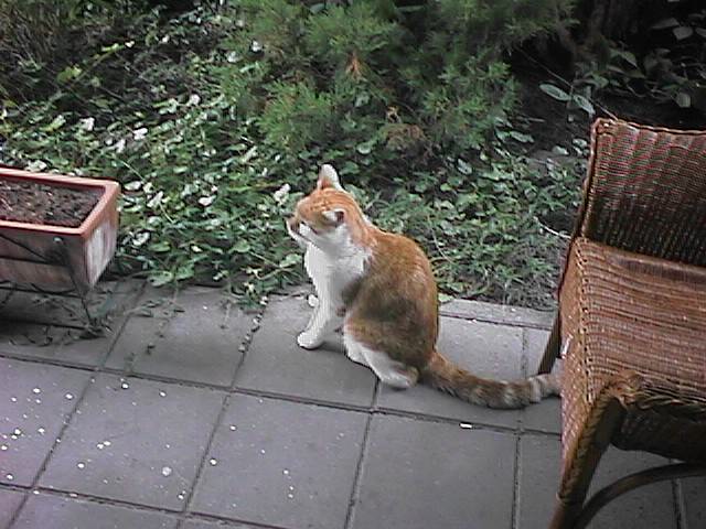 CAT007