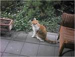 CAT007