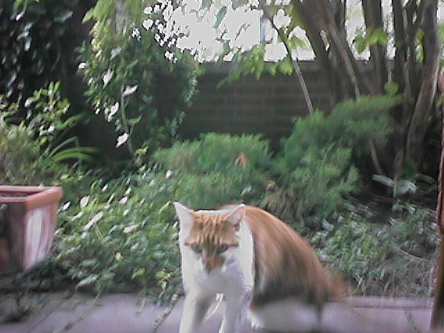 CAT008