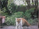 CAT008