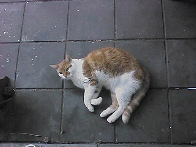 CAT009