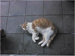 CAT009