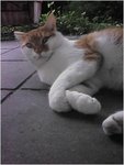 CAT010