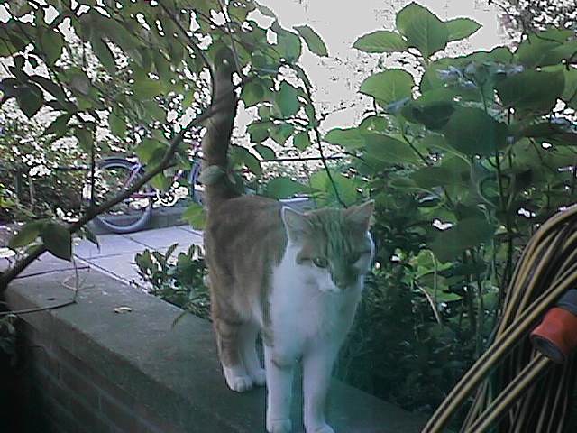 NewCat