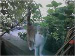 NewCat