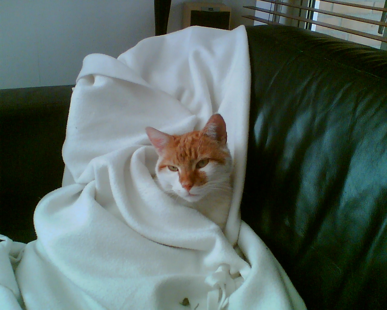 Image004