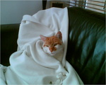 Image004